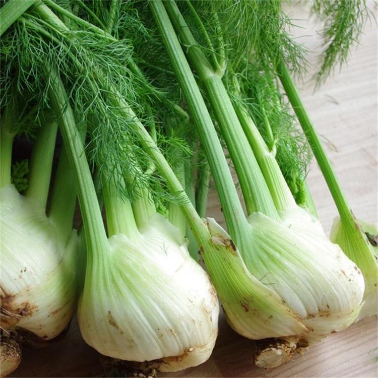 Europe Fragrant Fennel Seeds Organic Vegetable Seeds